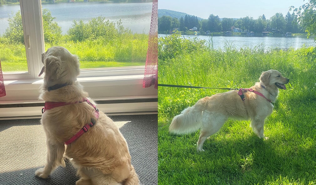 Chalet canin à Lanaudière